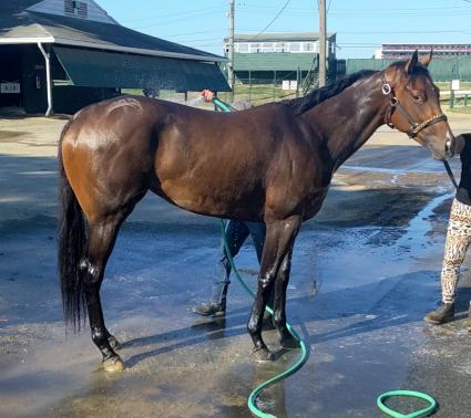 Without a Net getting a bath at Monmouth Park on August 20, 2022