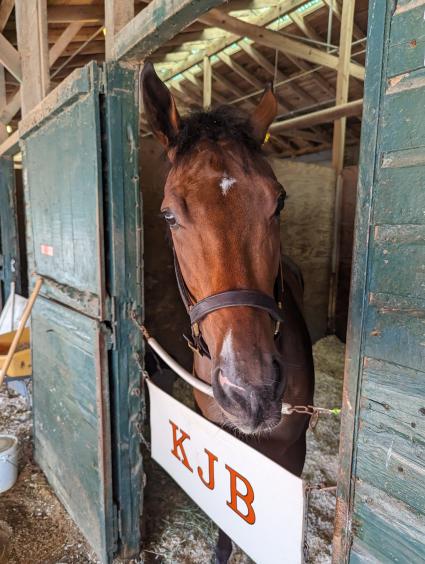 Without a Net in her stall at Monmouth Park on July 2, 2023 (Scott Schaub)