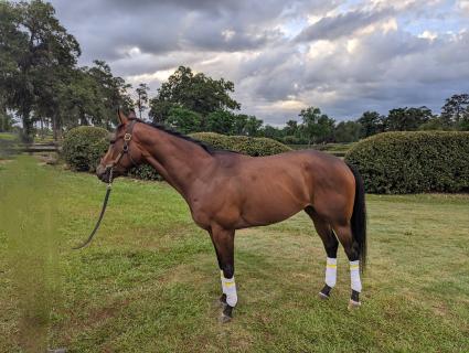 Without a Net at the Ocala Farm on April 25, 2023