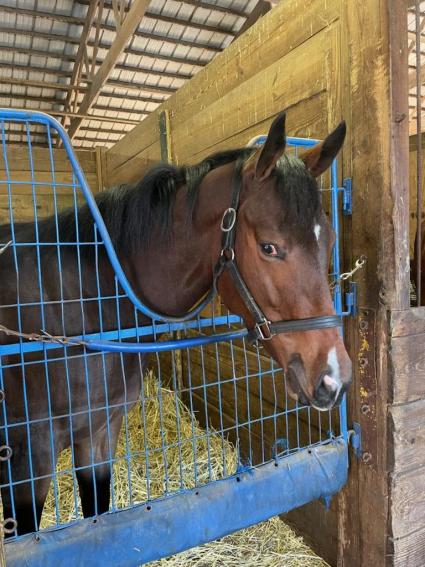 Without a Net in her stall at Overbrook Farm on October 27, 2022 (Kelly Breen)