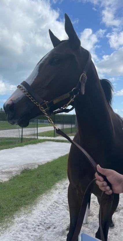 Wheelingndealing post-race at Gulfstream Park on February 8, 2023 (Kelly Breen)