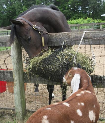 Super Saver colt You Betcha at Sunset Meadow Farm (Jeanne Vuyosevich)