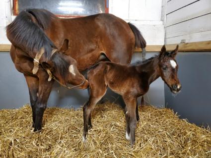 Guiliana Vee with her The Factor filly 