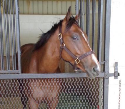 OBS March 2019 purchase - Hip 431 - Preacher (Fury Kapcori - Religious Type) colt